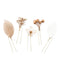 【ANEMONE】NEW ARRIVAL 34