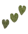 [Little Witch x mimi33] Cyclamen Leaf Earrings [Stainless Steel] *Limited Edition*