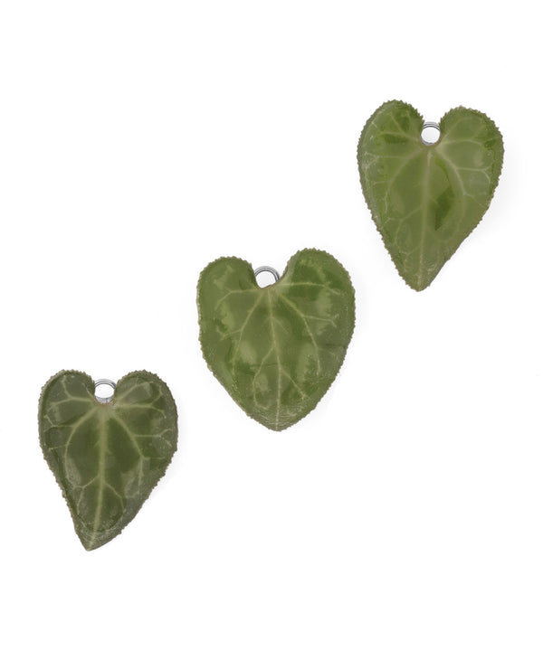 [Little Witch x mimi33] Cyclamen Leaf Earrings [Stainless Steel] *Limited Edition*